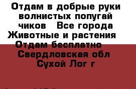 Отдам в добрые руки волнистых попугай.чиков - Все города Животные и растения » Отдам бесплатно   . Свердловская обл.,Сухой Лог г.